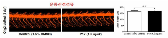 코팅제 P17이 제브라피쉬 배아의 운동신경섬유에 미치는 독성 평가 (control (1.5% DMSO): n=15, P17: n=12)