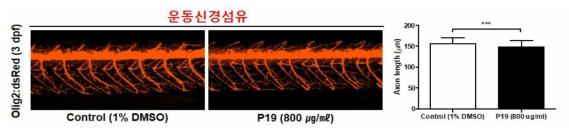 코팅제 P19가 제브라피쉬 배아의 운동신경섬유에 미치는 독성 평가 (control (1% DMSO): n=36, P19: n=44)