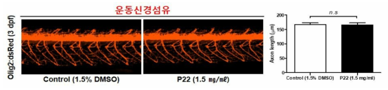 코팅제 P22가 제브라피쉬 배아의 운동신경섬유에 미치는 독성 평가 (control (1.5% DMSO): n=15, P22: n=16)
