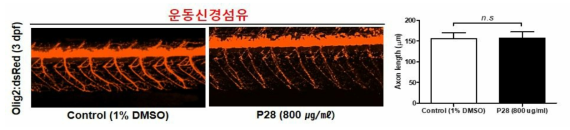 코팅제 P28이 제브라피쉬 배아의 운동신경섬유에 미치는 독성 평가 (control (1% DMSO): n=36, P28: n=43)