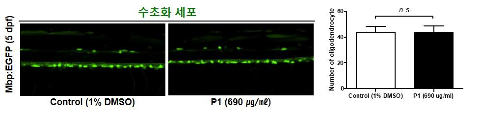 코팅제 P1이 제브라피쉬 배아의 수초화 세포에 미치는 독성 평가 (control (1% DMSO): n=16, P1: n=13)