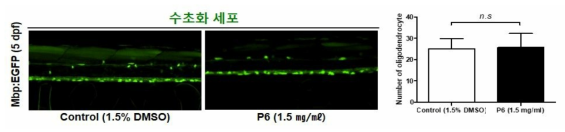 코팅제 P6가 제브라피쉬 배아의 수초화 세포에 미치는 독성 평가 (control (1.5% DMSO): n=38, P6: n=35)