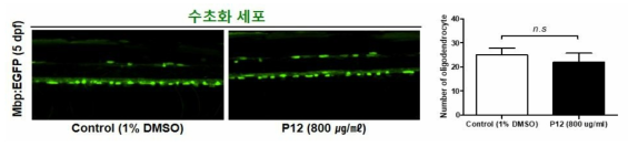 코팅제 P12가 제브라피쉬 배아의 수초화 세포에 미치는 독성 평가 (control (1% DMSO): n=12, P12: n=12)