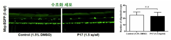 코팅제 P17이 제브라피쉬 배아의 수초화 세포에 미치는 독성 평가 (control (1.5% DMSO): n=38, P17: n=37)