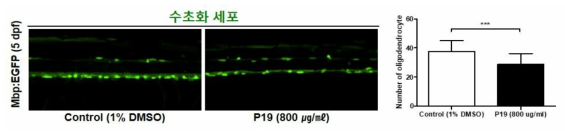 코팅제 P19가 제브라피쉬 배아의 수초화 세포에 미치는 독성 평가 (control (1% DMSO): n=44, P19: n=26)
