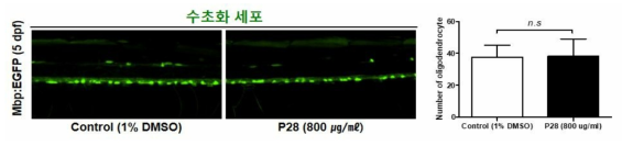 코팅제 P28이 제브라피쉬 배아의 수초화 세포에 미치는 독성 평가 (control (1.5% DMSO): n=44, P28: n=41)