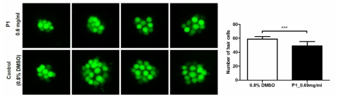 코팅제 P1이 제브라피쉬 배아의 수초화 세포에 미치는 독성 평가 (control (0.8% DMSO): n=30, P1: n=30)