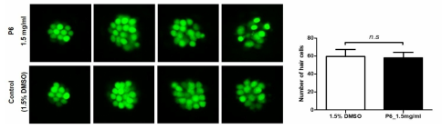 코팅제 P6이 제브라피쉬 배아의 수초화 세포에 미치는 독성 평가 (control (1.5% DMSO): n=29, P6: n=30)