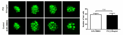 코팅제 P12가 제브라피쉬 배아의 수초화 세포에 미치는 독성 평가 (control (0.8% DMSO): n=29, P12: n=30)