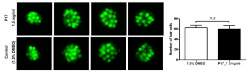 코팅제 P17가 제브라피쉬 배아의 수초화 세포에 미치는 독성 평가 (control (1.5% DMSO): n=27, P17: n=30)