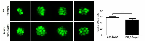 코팅제 P19가 제브라피쉬 배아의 수초화 세포에 미치는 독성 평가 (control (0.8% DMSO): n=30, P19: n=29)