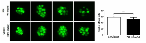 코팅제 P28가 제브라피쉬 배아의 수초화 세포에 미치는 독성 평가 (control (0.8% DMSO): n=30, P28: n=27)
