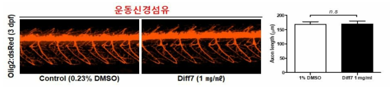 방향제 Diff7이 제브라피쉬 배아의 운동신경섬유에 미치는 독성 평가 (control (1% DMSO): n=37, Diff7: n=34)