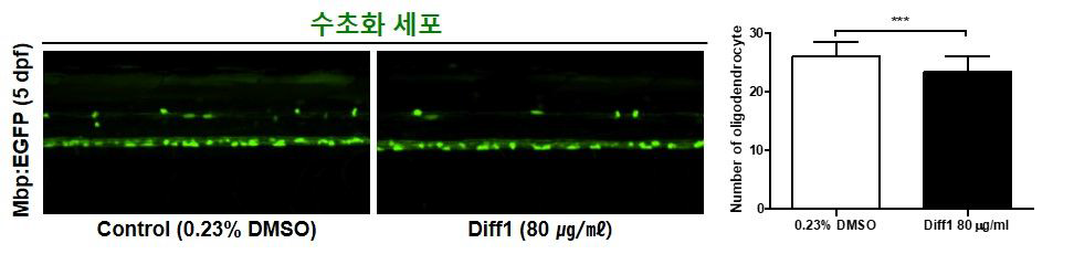 방향제 Diff1이 제브라피쉬 배아의 수초화 세포에 미치는 독성 평가 (control (0.23% DMSO): n=28, Diff1: n=24)