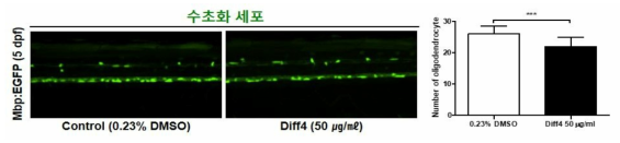 방향제 Diff4가 제브라피쉬 배아의 수초화 세포에 미치는 독성 평가 (control (0.23% DMSO): n=28, Diff4: n=27)
