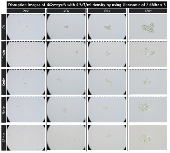 초기 농도 4.3e7개/ml의 마이크로시스티스의 2.4MHz 초음파 복합 배치를 적용 대량 용액 순환 시스템에서의 초음파 가진 시간 증가에 따른 파쇄 특성 현미경 배율별 관찰 결과의 통합비교