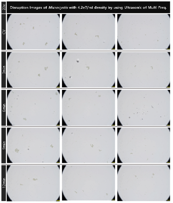초기 농도 4.2e7개/ml의 마이크로시스티스의 1.7, 2.4 및 5MHz의 복합 주파수의 초음파 배치를 적용 대량 용액 순환 시스템에서의 초음파 가진 시간 증가에 따른 파쇄 특성 현미경 관찰 결과(20x)