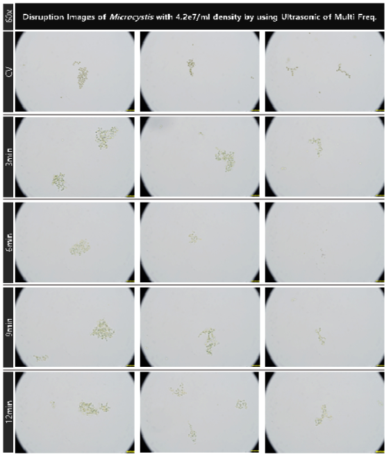초기 농도 4.2e7개/ml의 마이크로시스티스의 1.7, 2.4 및 5MHz의 복합 주파수의 초음파 배치를 적용 대량 용액 순환 시스템에서의 초음파 가진 시간 증가에 따른 파쇄 특성 현미경 관찰 결과(60x)