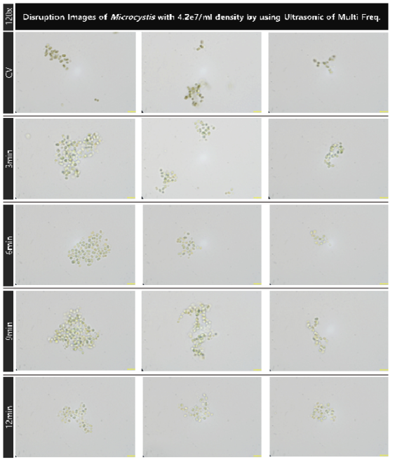 초기 농도 4.2e7개/ml의 마이크로시스티스의 1.7, 2.4 및 5MHz의 복합 주파수의 초음파 배치를 적용 대량 용액 순환 시스템에서의 초음파 가진 시간 증가에 따른 파쇄 특성 현미경 관찰 결과(120x)
