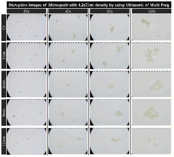 초기 농도 4.2e7개/ml의 마이크로시스티스의 1.7, 2.4 및 5MHz의 복합 주파수의 초음파 배치를 적용 대량 용액 순환 시스템에서의 초음파 가진 시간 증가에 따른 파쇄 특성 현미경 배율별 관찰 결과 통합비교