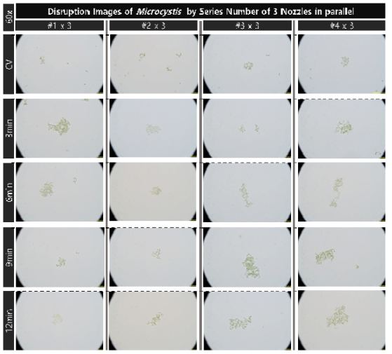 초기 농도 4.2e7개/ml의 마이크로시스티스의 노즐 배치 개수가 증가한 대량 용액 순환 시스템에서의 노즐의 직렬 개수와 분사 시간 증가에 따른 파쇄 특성 현미경 관찰(60x)