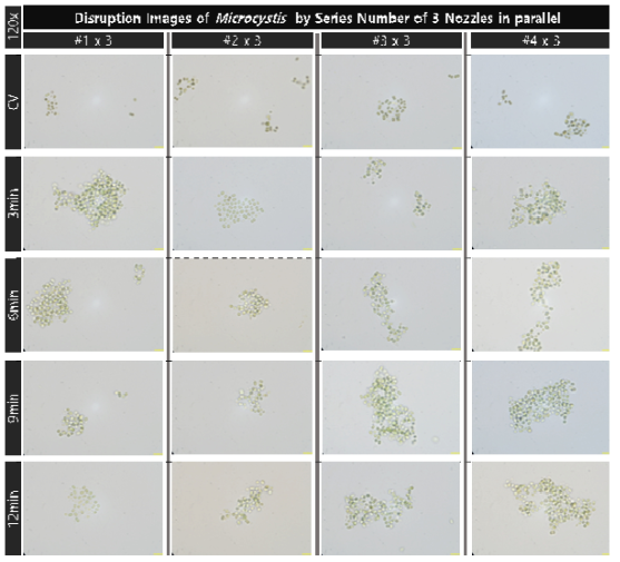 초기 농도 4.2e7개/ml의 마이크로시스티스의 노즐 배치 개수가 증가한 대량 용액 순환 시스템에서의 노즐의 직렬 개수와 분사 시간 증가에 따른 파쇄 특성 현미경 관찰(120x)