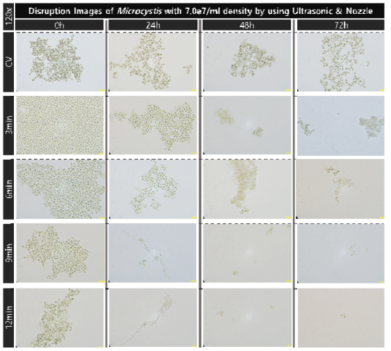 초음파 및 유체역학 방법별 최적 선정 조건을 복합적으로 적용한 대량 용액 순환 시스템에서 초기 농도 약 7.0e7개/ml의 마이크로시스티스의 가진 및 분사 시간에 따른 파쇄 특성 현미경 관찰 결과(120x)