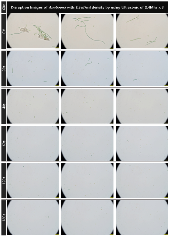 초기 농도 2.5e7개/ml의 아나베나의 1.0MHz 초음파 복합 배치를 적용 대량 용액 순환 시스템에서의 초음파 가진 시간 증가에 따른 파쇄 특성 현미경 관찰 결과(60x)