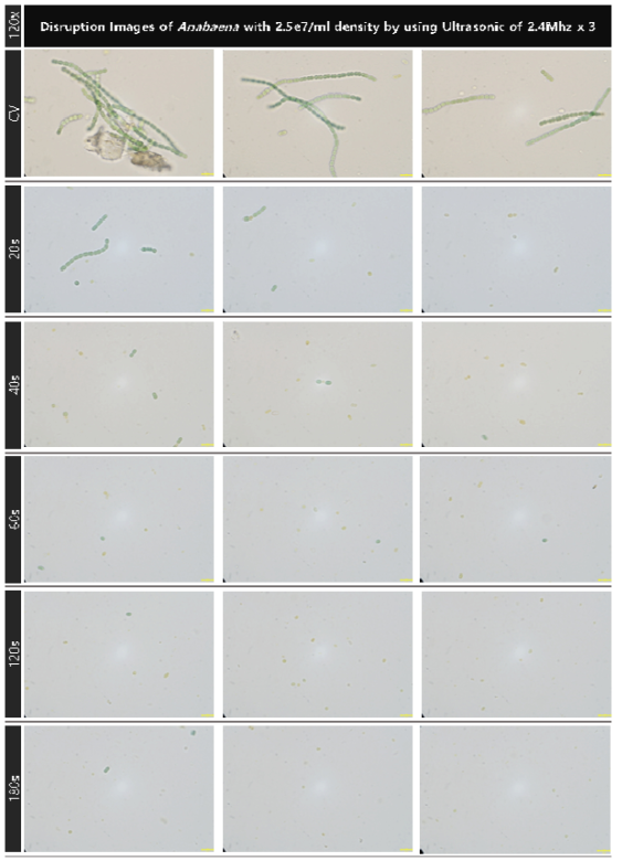 초기 농도 2.5e7개/ml의 아나베나의 1.0MHz 초음파 복합 배치를 적용 대량 용액 순환 시스템에서의 초음파 가진 시간 증가에 따른 파쇄 특성 현미경 관찰 결과(120x)