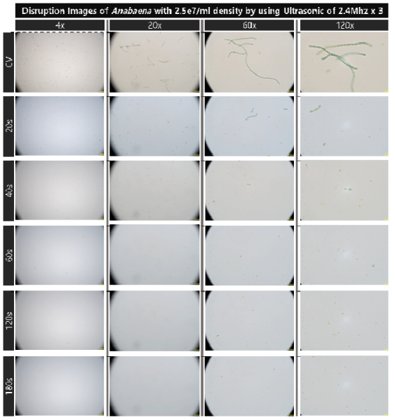 초기 농도 2.5e7개/ml 아나베나의 1.0MHz 초음파 복합 배치 적용 대량 용액 순환 시스템에서의 초음파 가진 시간 증가에 따른 파쇄 특성 현미경 배율별 관찰 결과의 통합비교
