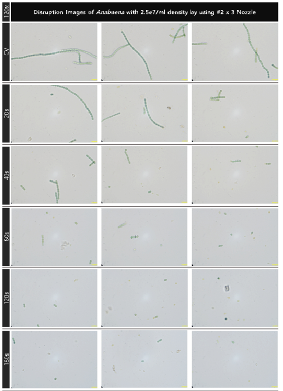 초기 농도 2.5e7개/ml의 아나베나의 유체역학 방법의 노즐을 적용한 대량 용액 순환 시스템에서의 분사 증가에 따른 파쇄 특성 현미경 관찰 결과(120x)