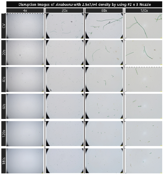 초기 농도 2.5e7개/ml 아나베나의 유체역학 방법 노즐 복합배치 적용 대량 용액 순환 시스템에서의 노즐 분사 시간 증가에 따른 파쇄 특성 현미경 배율별 관찰 결과 통합비교