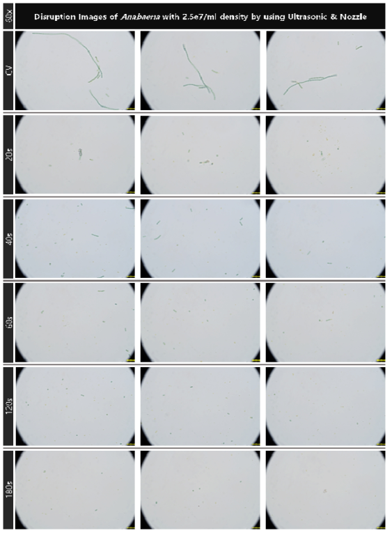 초음파 및 유체역학 방법별 최적 선정 조건을 복합적으로 적용한 대량 용액 순환 시스템에서 초기 농도 약 2.5e7개/ml의 아나베나의 가진 및 분사 시간에 따른 파쇄 특성 현미경 관찰 결과(60x)