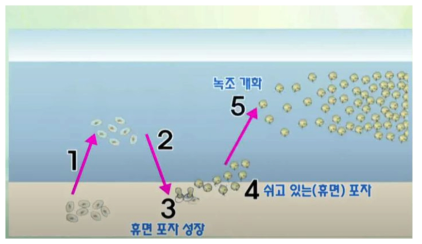 녹조의 개화 과정