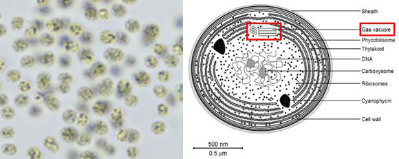 (좌) Microcystis aeruginosa, (우) 마이크로시스티스 세포 개체의 내부 구성 요소