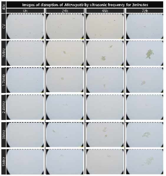 개별적 주파수의 초음파 3min 가진시 마이크로시스티스의 단기 및 장기적 파쇄 특성 현미경 관찰 비교 결과(40x)