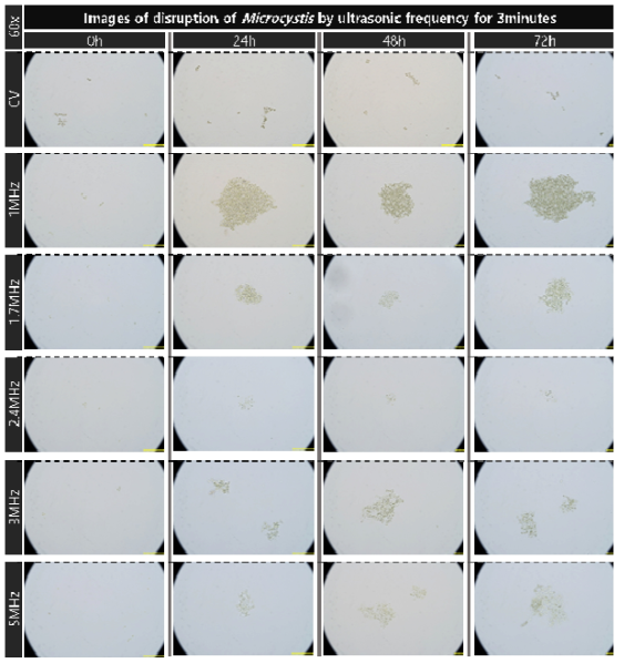 개별적 주파수의 초음파 3min 가진시 마이크로시스티스의 단기 및 장기적 파쇄 특성 현미경 관찰 비교 결과(60x)