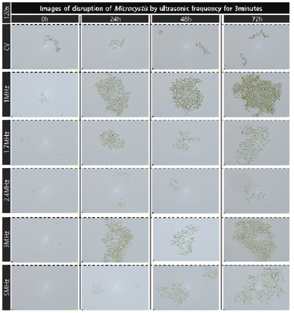 개별적 주파수의 초음파 3min 가진시 마이크로시스티스의 단기 및 장기적 파쇄 특성 현미경 관찰 비교 결과(120x)