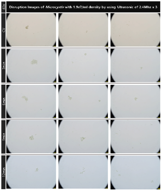 초기 농도 1.9e7개/ml의 마이크로시스티스의 2.4MHz 초음파 복합 배치를 적용 대량 용액 순환 시스템에서의 초음파 가진 시간 증가에 따른 파쇄 특성 현미경 관찰 결과(40x)