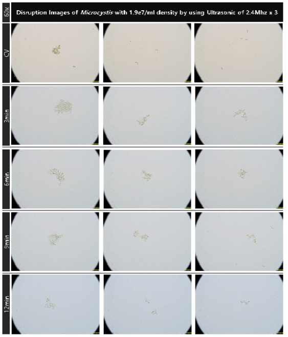 초기 농도 1.9e7개/ml의 마이크로시스티스의 2.4MHz 초음파 복합 배치를 적용 대량 용액 순환 시스템에서의 초음파 가진 시간 증가에 따른 파쇄 특성 현미경 관찰 결과(60x)