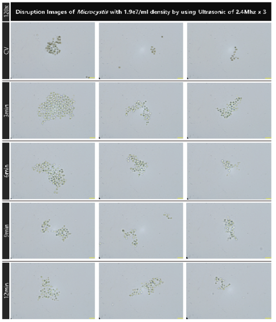 초기 농도 1.9e7개/ml의 마이크로시스티스의 2.4MHz 초음파 복합 배치를 적용 대량 용액 순환 시스템에서의 초음파 가진 시간 증가에 따른 파쇄 특성 현미경 관찰 결과(120x)