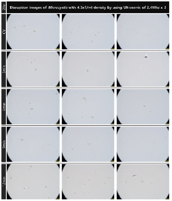 초기 농도 4.3e7개/ml의 마이크로시스티스의 2.4MHz 초음파 복합 배치를 적용 대량 용액 순환 시스템에서의 초음파 가진 시간 증가에 따른 파쇄 특성 현미경 관찰 결과(20x)