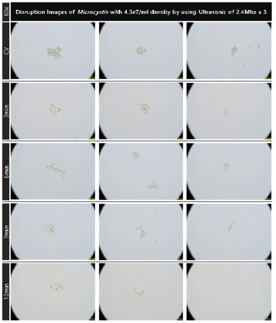 초기 농도 4.3e7개/ml의 마이크로시스티스의 2.4MHz 초음파 복합 배치를 적용 대량 용액 순환 시스템에서의 초음파 가진 시간 증가에 따른 파쇄 특성 현미경 관찰 결과(60x)