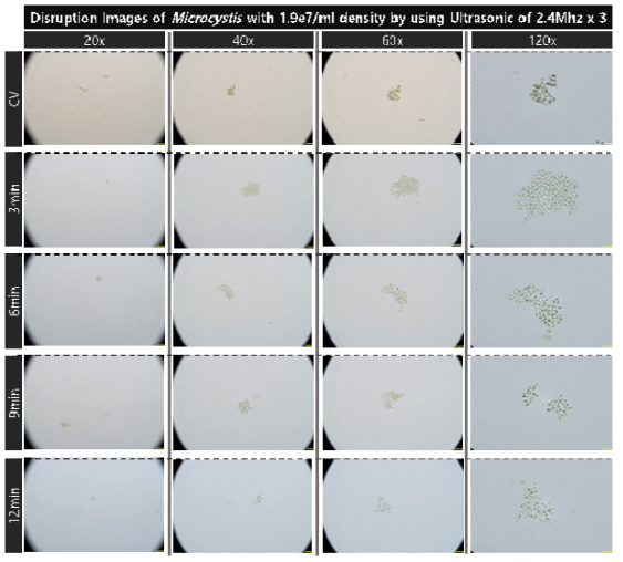 초기 농도 1.9e7개/ml의 마이크로시스티스의 2.4MHz 초음파 복합 배치를 적용 대량 용액 순환 시스템에서의 초음파 가진 시간 증가에 따른 파쇄 특성 현미경 배율별 관찰 결과의 통합비교