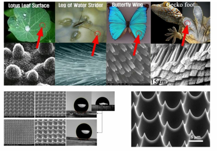 생체모사 또는 생체 모방 기술을 응용한 나노 패턴들의 예