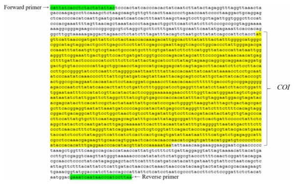 너구리의 미토콘드리아 DNA COⅠ 영역과 중합효소 연쇄반응에 사용할 primer 서열