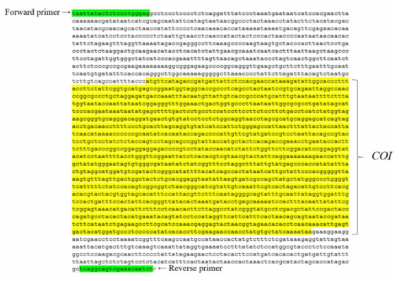 수달의 미토콘드리아 DNA COⅠ 영역과 중합효소 연쇄반응에 사용할 primer 서열
