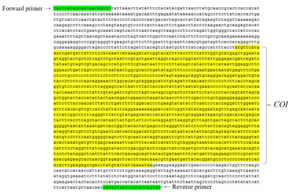오소리의 미토콘드리아 DNA COⅠ 영역과 중합효소 연쇄반응에 사용할 primer 서열