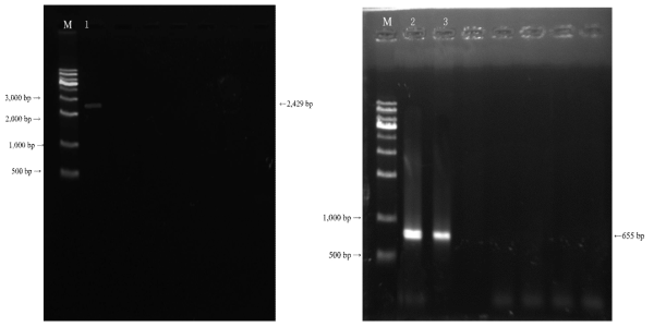 너구리(COI 영역, 좌 : M=Size marker, 1=너구리 참조 DNA) 및 수달(CR 영역, 우 : M=Size marker, 2, 3=수달 참조 DNA) reference DNA 전기영동 결과