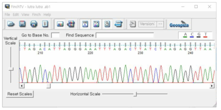 FinchTV를 통한 서열 분석 결과 확인